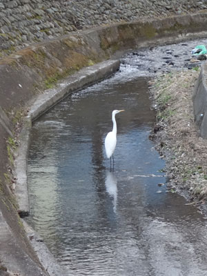 鳴かずば打たれまい