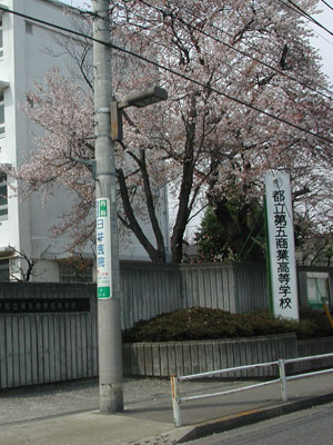 桜