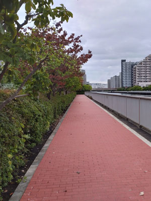 工事後再整備した歩道