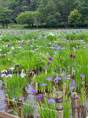 この時期の花
