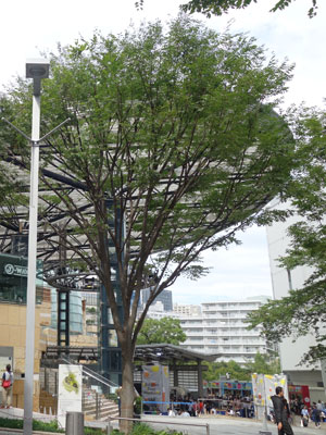 テレ朝
