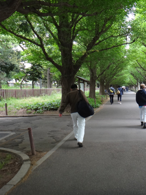 神宮外苑の並木