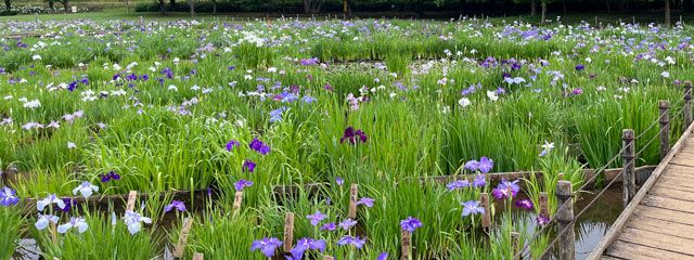 北山公園の菖蒲